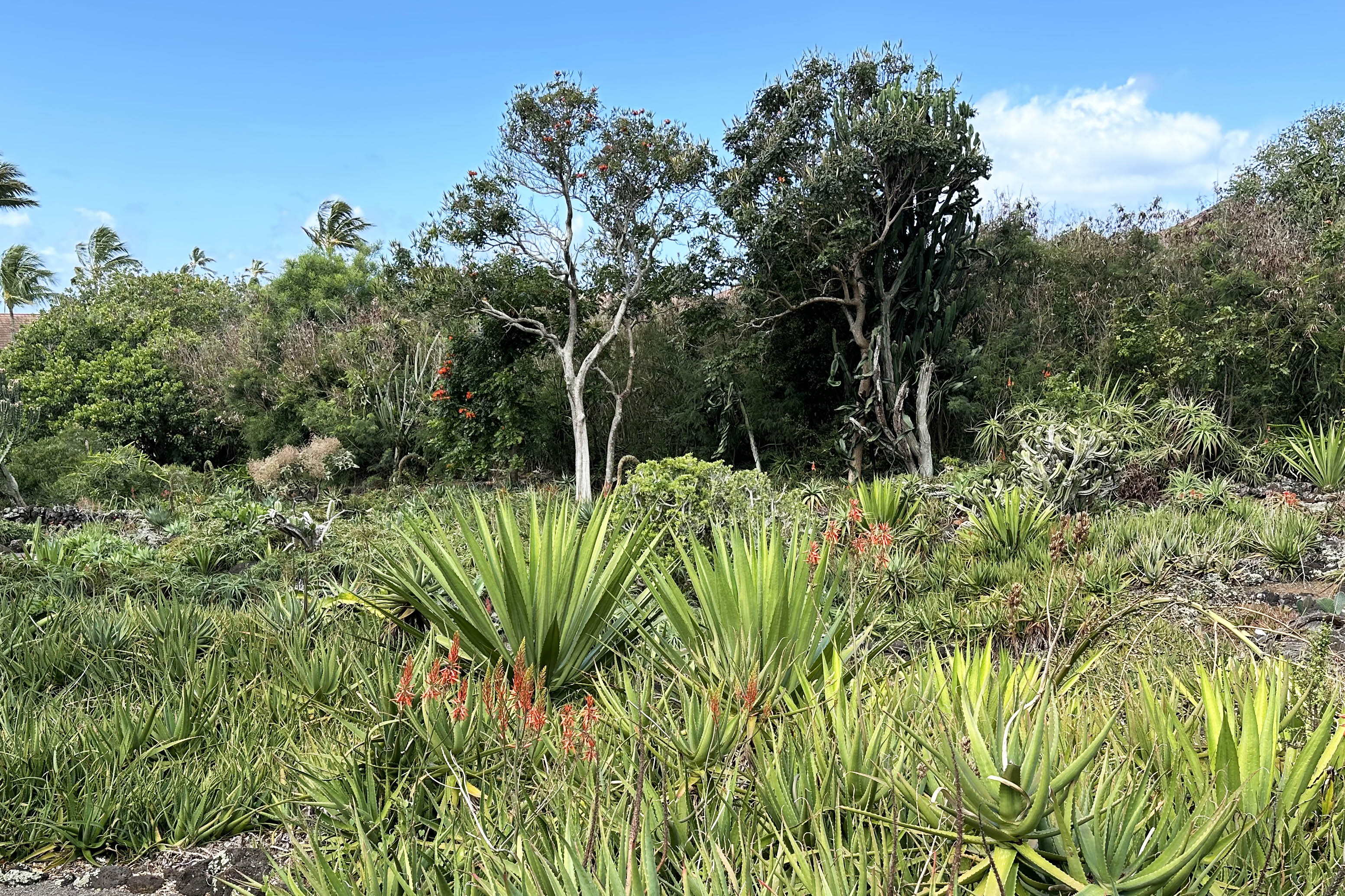 Moir Garden